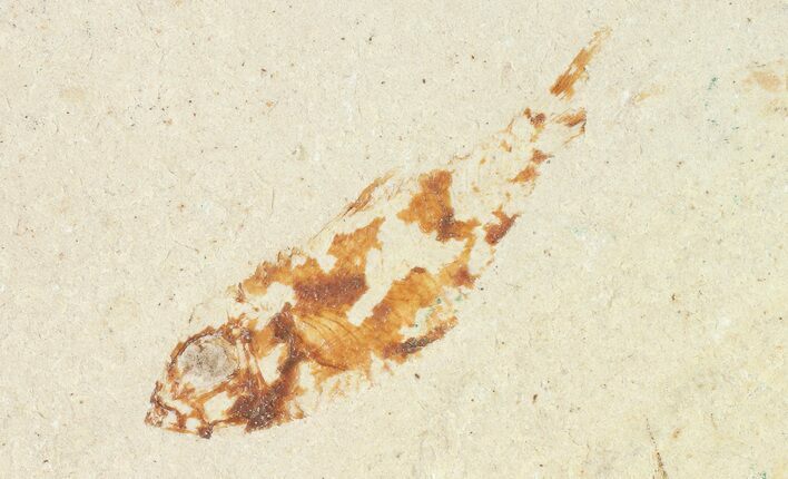 Bargain, Cretaceous Fossil Fish - Lebanon #70004